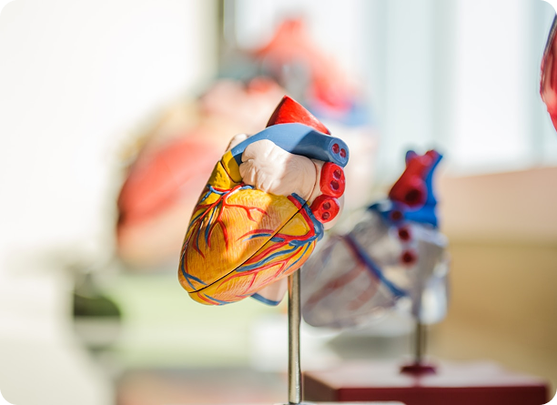 cardiology 2