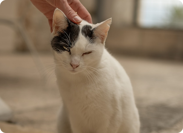 gato urología