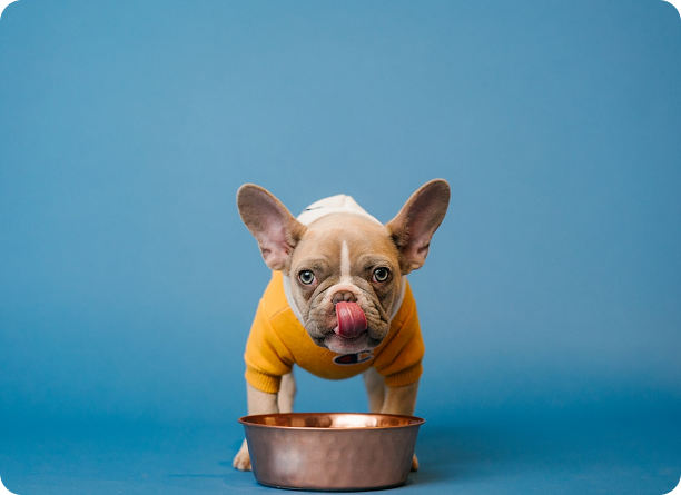 nutrición perro