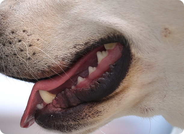 odontología animal