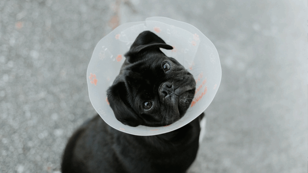 perro veterinaria