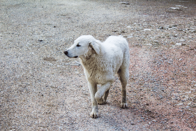 cojera perro