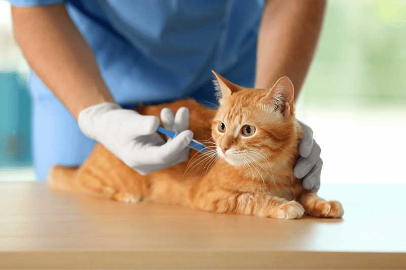 obligatorio en gatos