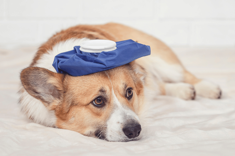 Cómo saber si tu mascota tiene dolor