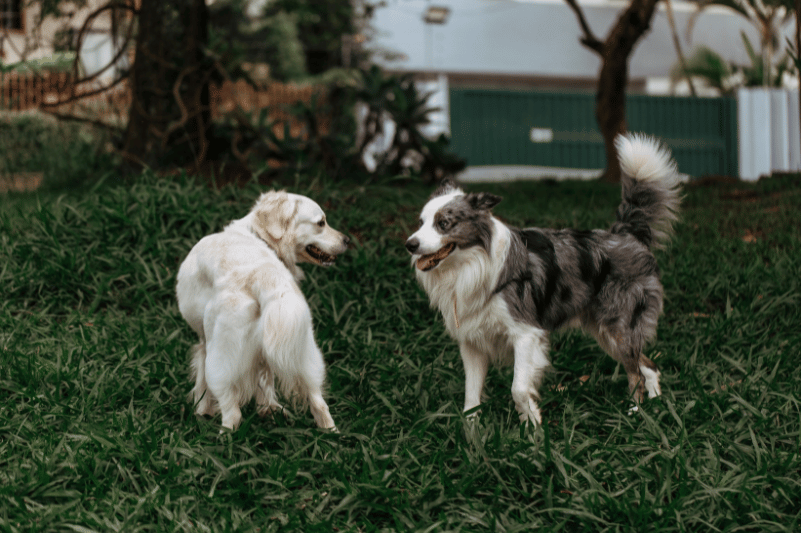 ¿Es necesario vacunar a mi perro si no sale de casa?