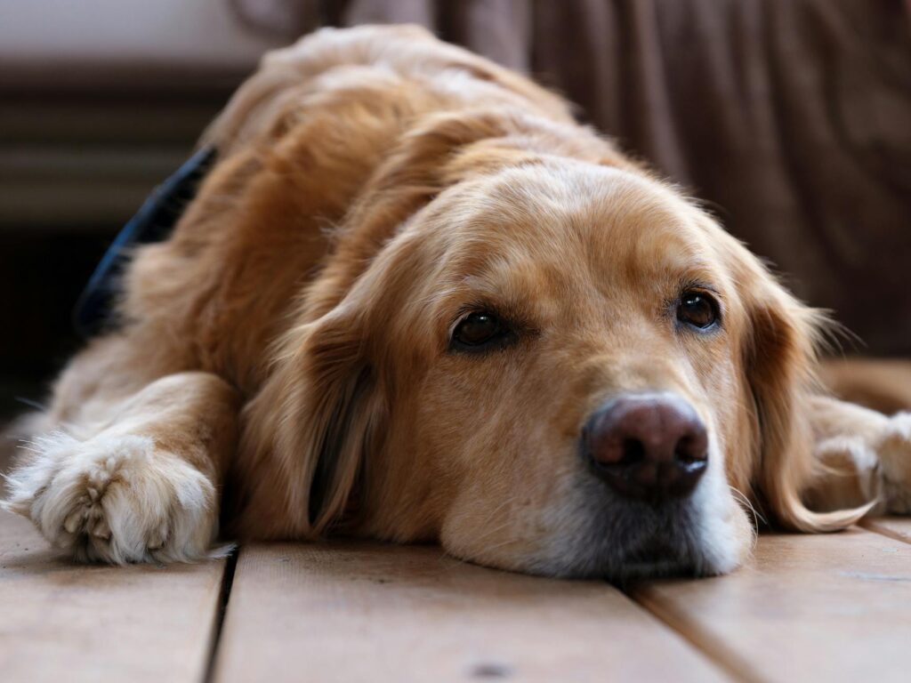 diarrea en perros: Diarrea en perros: causas, tratamiento y cuándo es urgente