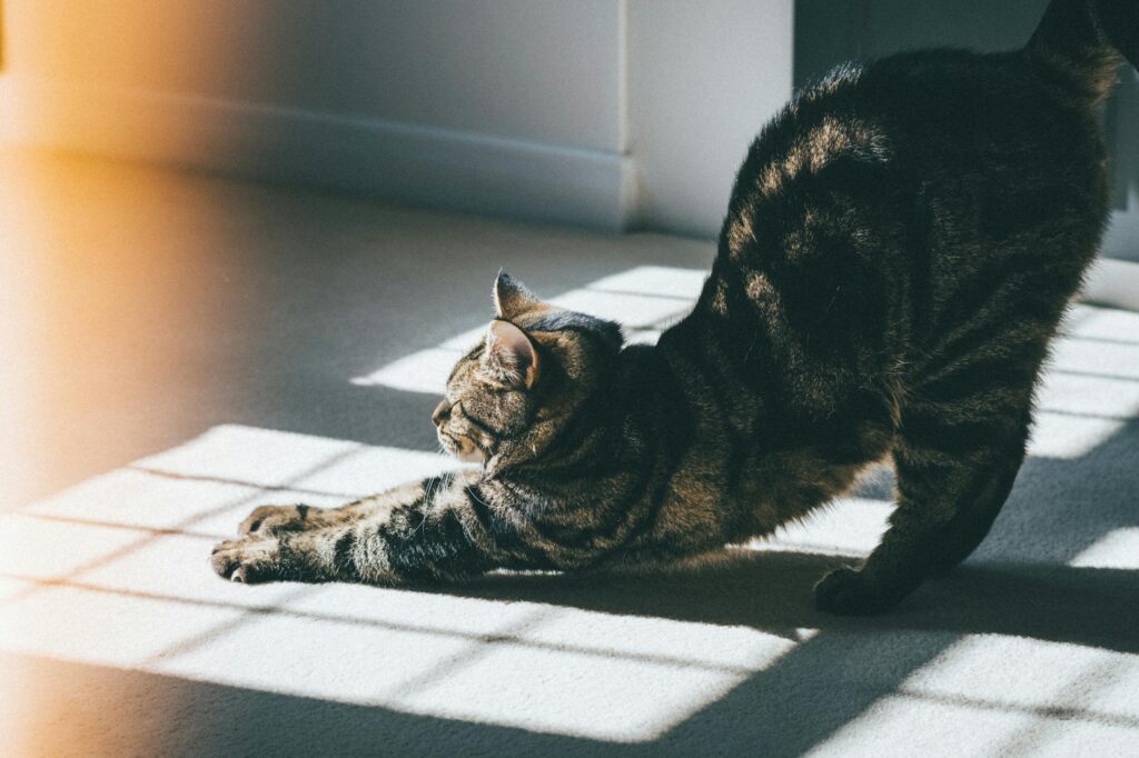 cómo mantener a tu gato en forma: Cómo mantener a tu gato en forma: guía práctica sin mitos