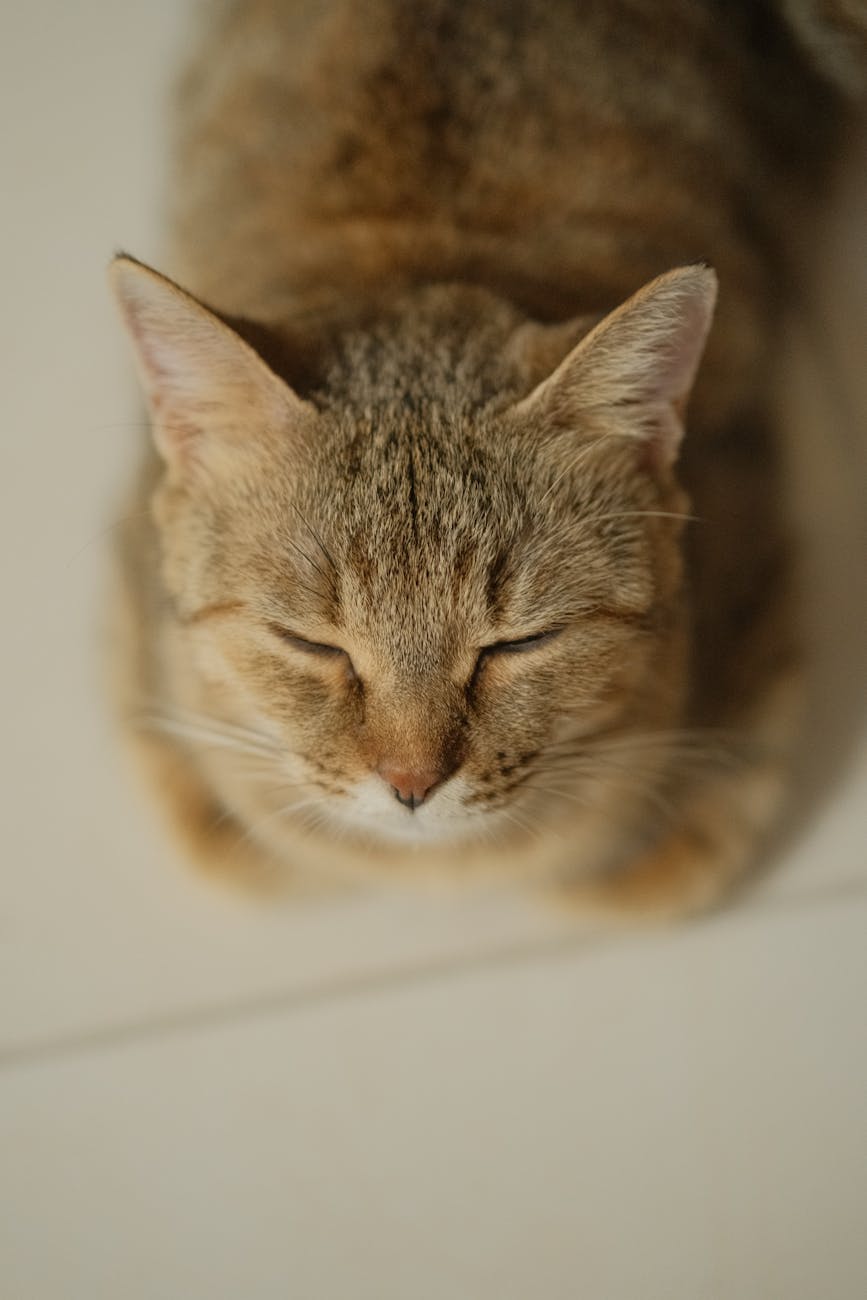 salud felina salud felina en Cómo mantener a tu gato en forma: guía práctica sin mitos
