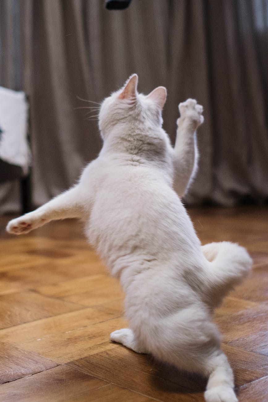 gato en forma gato en forma en Cómo mantener a tu gato en forma: guía práctica sin mitos