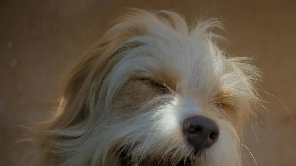perro jadea mucho: Jadeo en perros: cuándo es calor y cuándo es el corazón