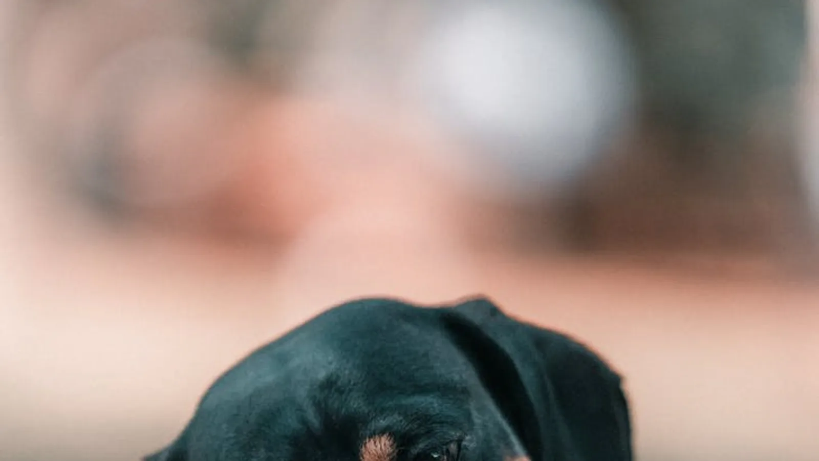perro se rasca mucho: Perro que se rasca mucho: alergia, parásitos o dermatitis