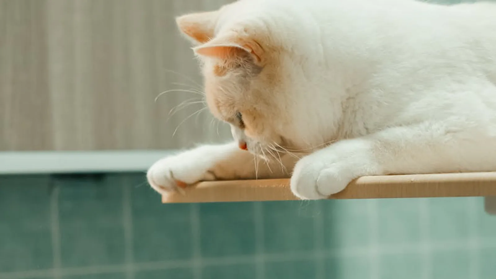FLUTD en gatos FLUTD en gatos en Gato que orina fuera del arenero: causas reales y qué hacer