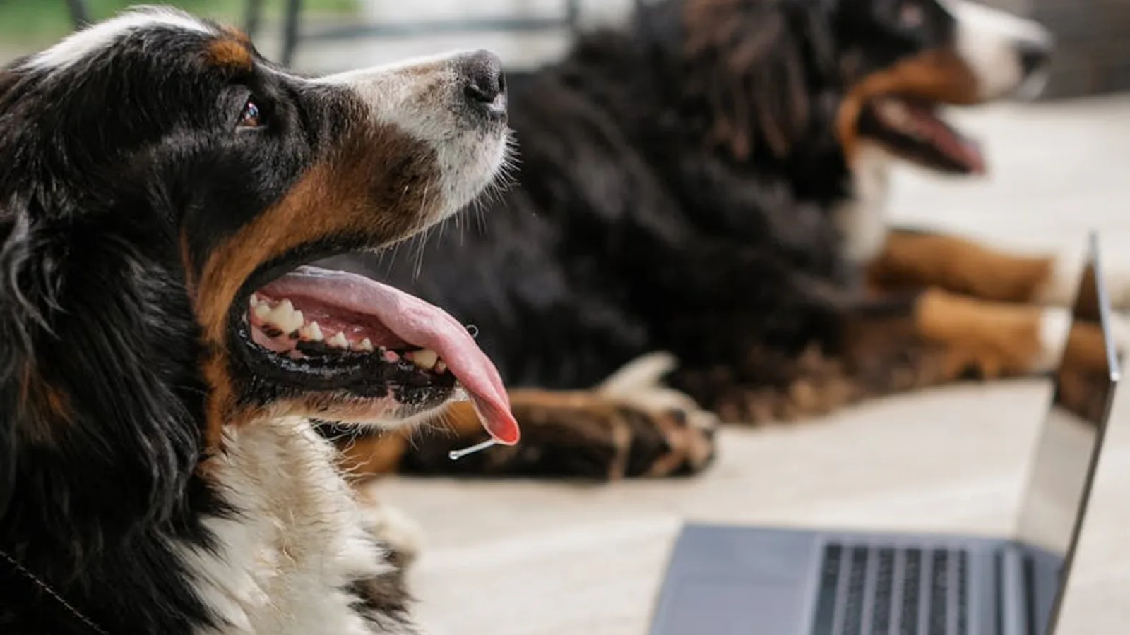 jadeo por calor perro jadeo por calor perro en Jadeo en perros: cuándo es calor y cuándo es el corazón