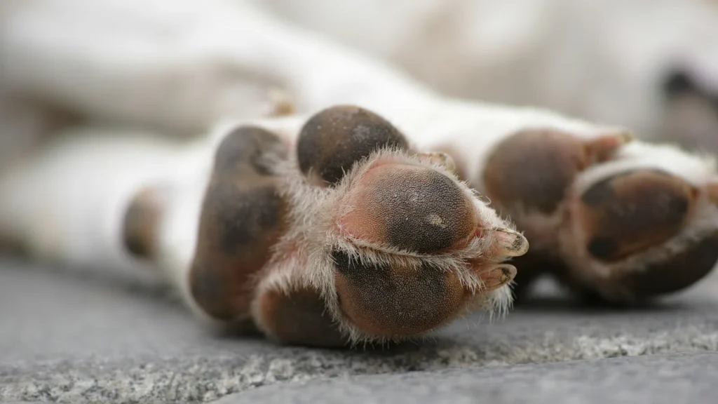 quemaduras patas perro asfalto: Quemaduras en las patas del perro por el asfalto: prevención y curas