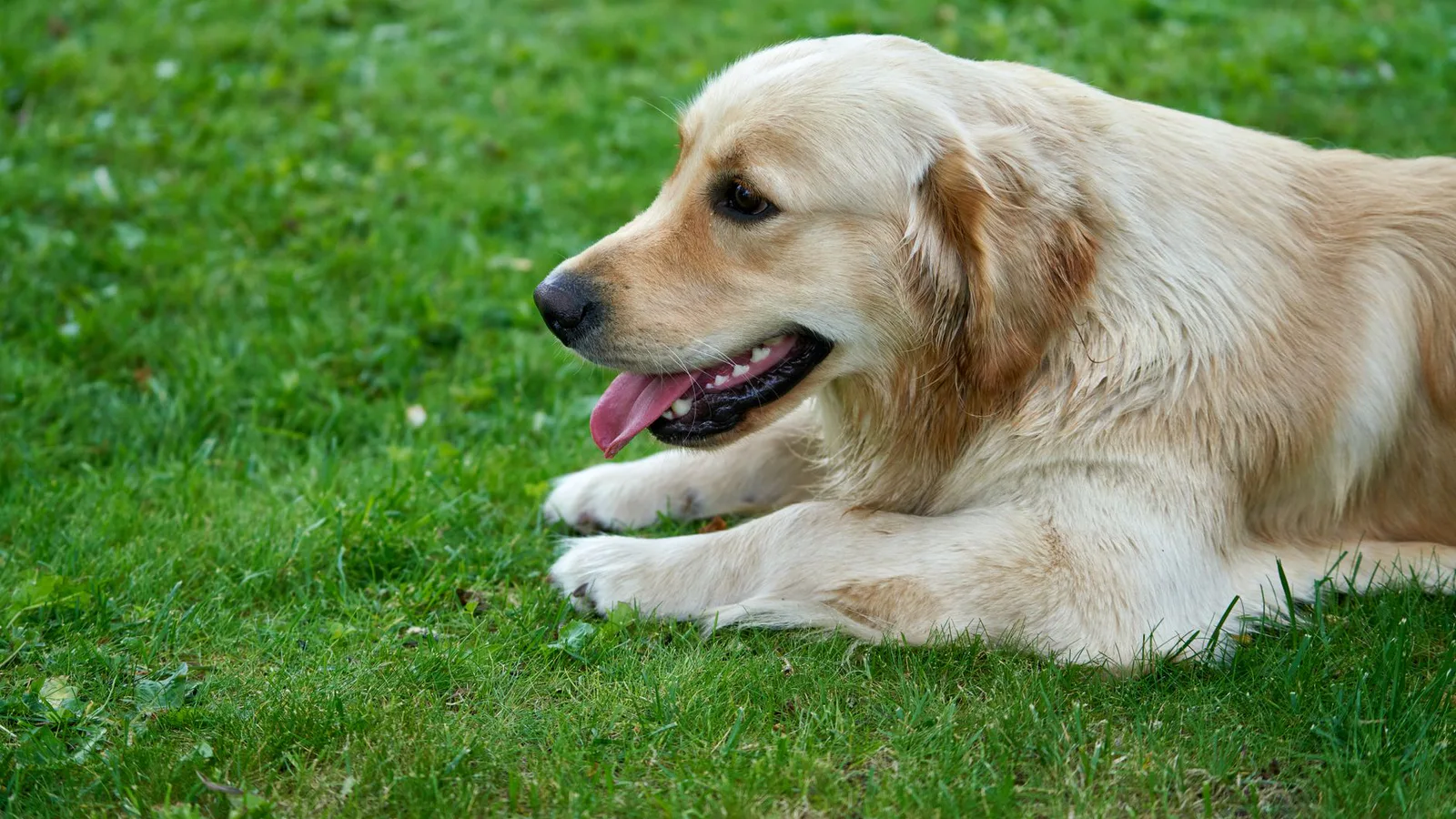 golpe de calor en perros: Golpe de calor en perros y gatos: síntomas y qué hacer