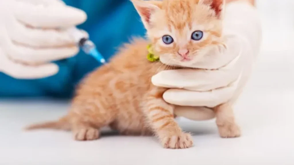 calendario de vacunación perros gatos: Cuándo vacunar a tu perro o gato: calendario real por edad