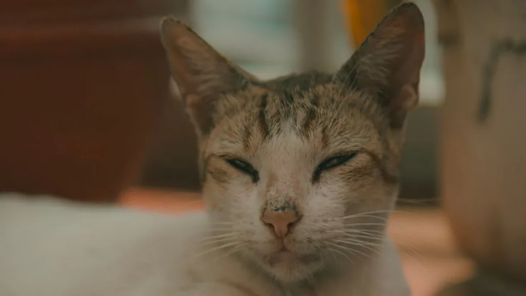 síntomas de dolor en gatos: Signos de dolor en gatos que casi nadie reconoce a tiempo