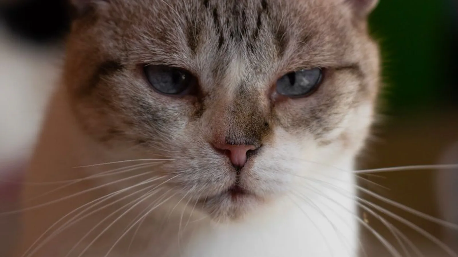 gato con dolor gato con dolor en Signos de dolor en gatos que casi nadie reconoce a tiempo