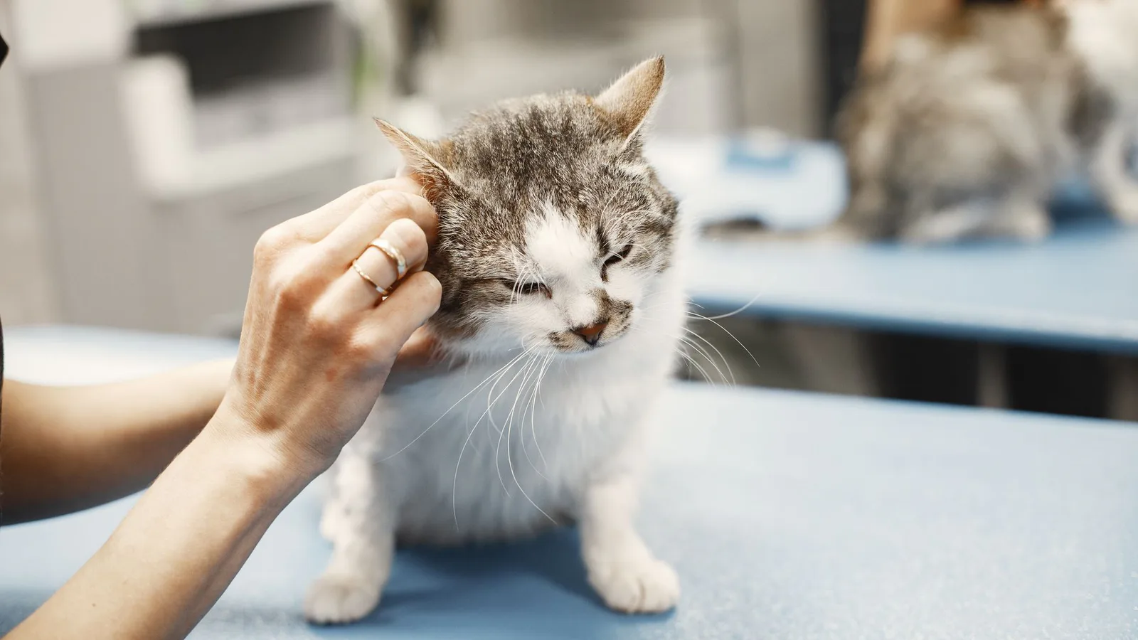 señales de dolor en gatos señales de dolor en gatos en Signos de dolor en gatos que casi nadie reconoce a tiempo