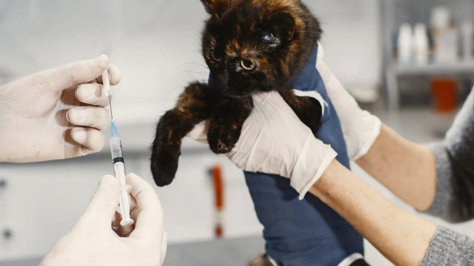 vacunas obligatorias perros vacunas obligatorias perros en Cuándo vacunar a tu perro o gato: calendario real por edad